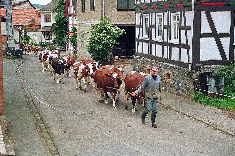 Klein-Eichen