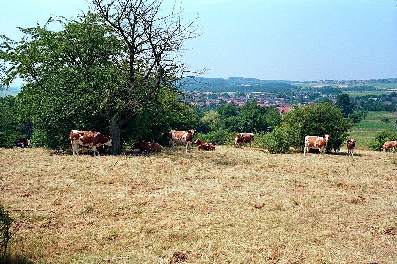 Klein-Eichen