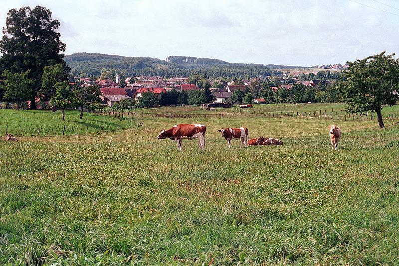 Klein-Eichen