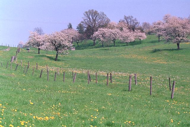 Klein-Eichen