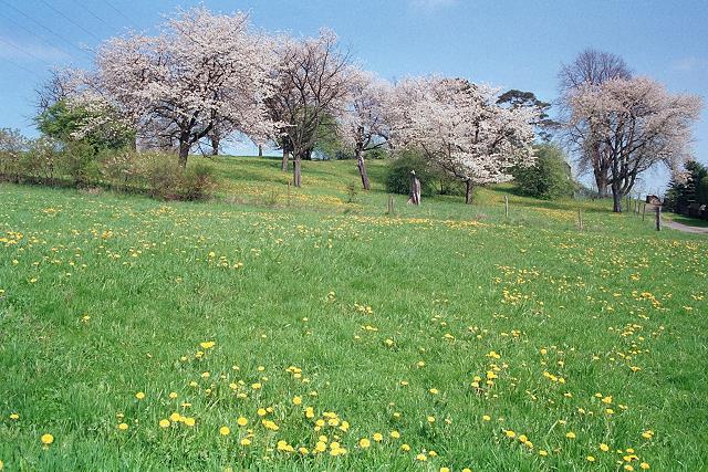 Klein-Eichen