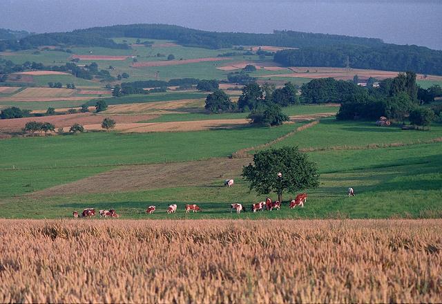 Vogelsberg