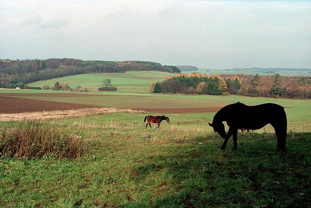 Klein-Eichen