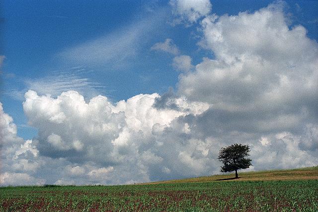 Klein-Eichen