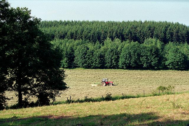 Klein-Eichen