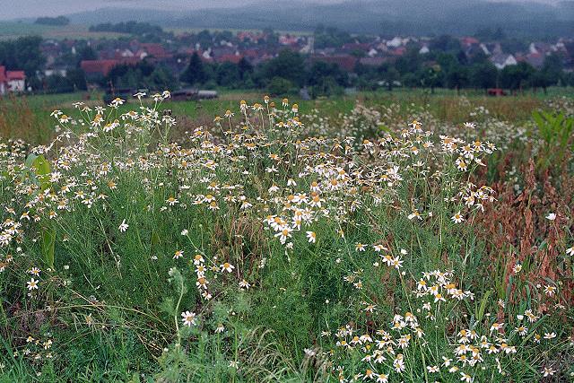 Klein-Eichen