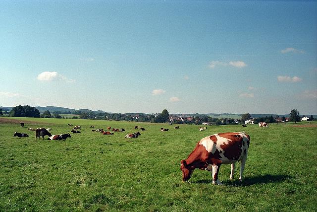 Klein-Eichen