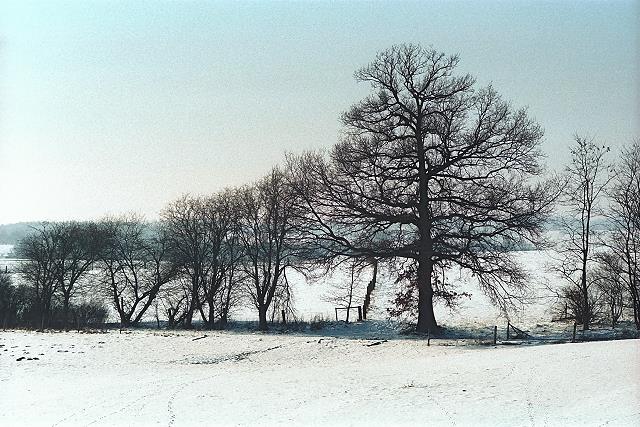 Klein-Eichen