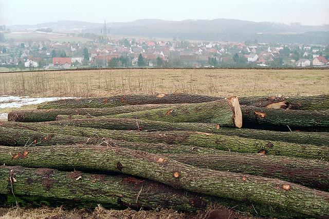 Klein-Eichen