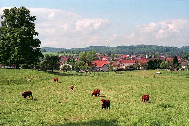 Klein-Eichen