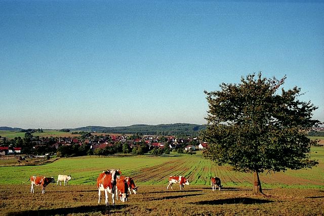 Klein-Eichen