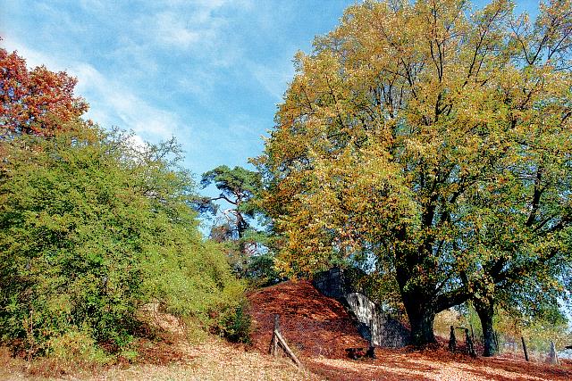 Klein-Eichen