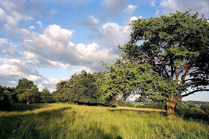 Klein-Eichen
