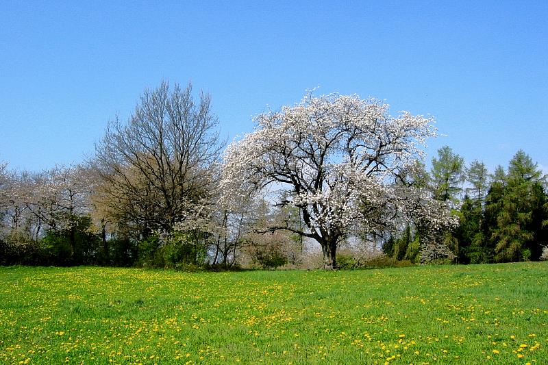 Klein-Eichen