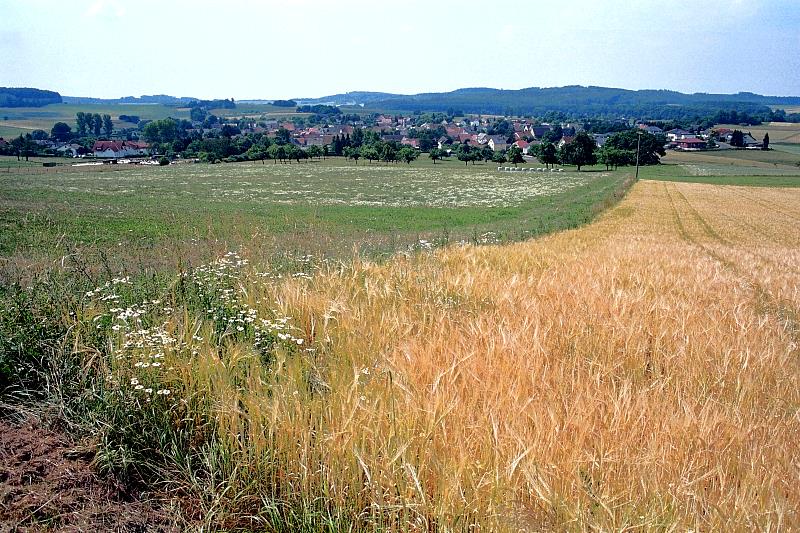 Klein-Eichen
