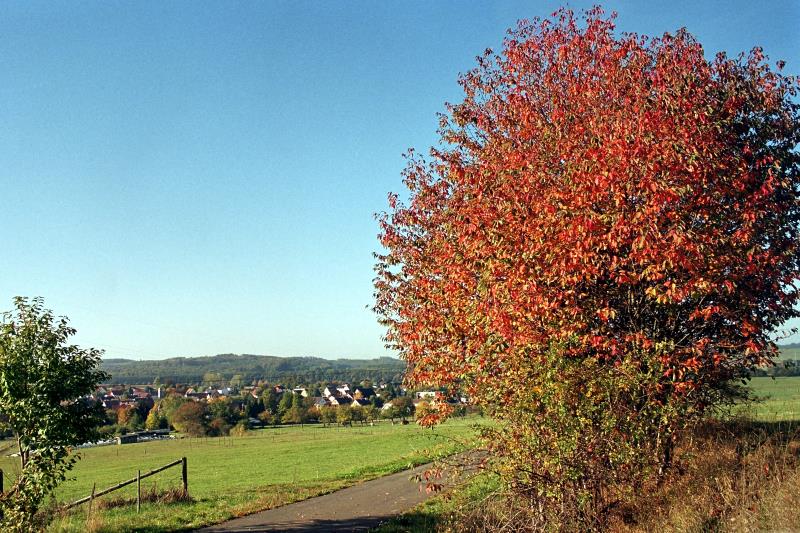 Klein-Eichen