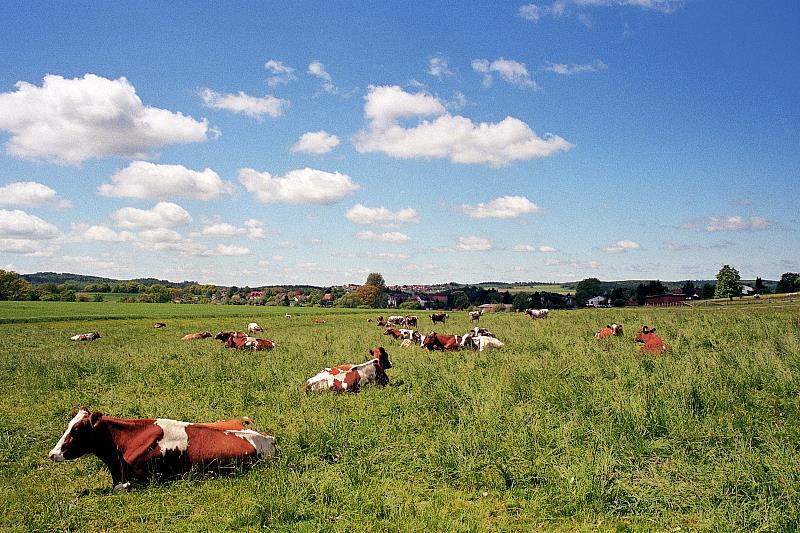 Klein-Eichen